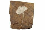 Fossil Ginkgo Leaf From North Dakota - Paleocene #188672-1